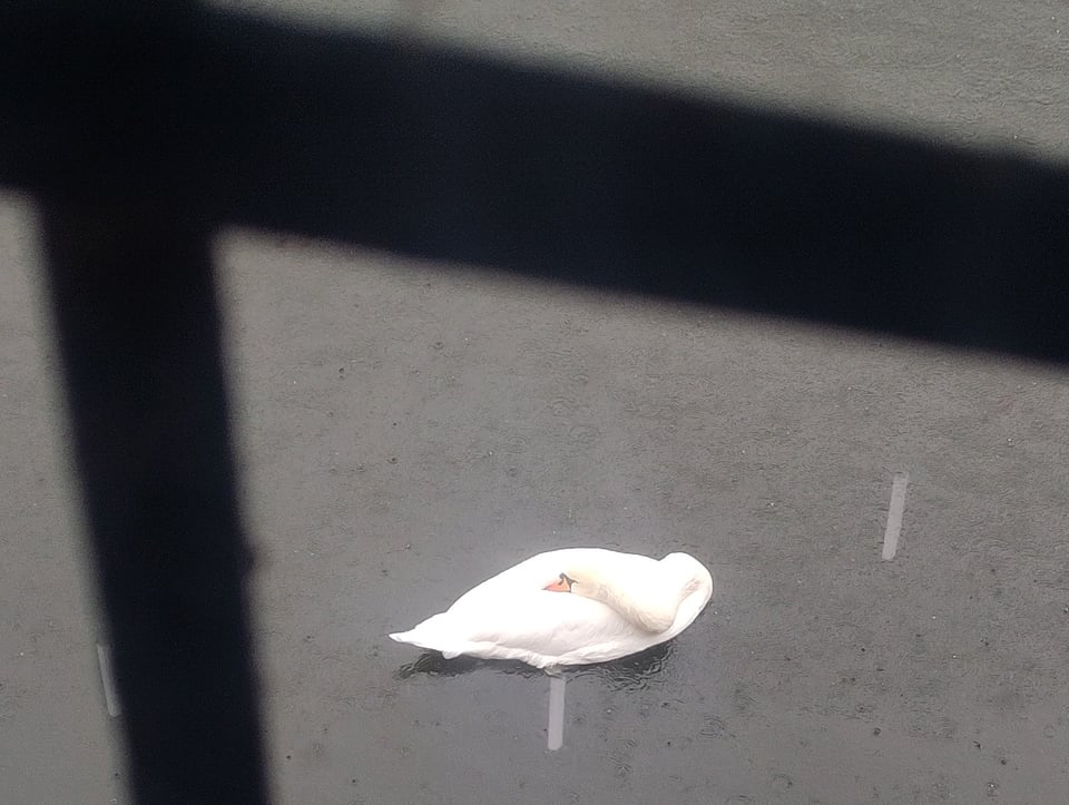 Ein Schwan, gesehen durch ein Fenster, dessen Rahmen unscharf an 2 Bildrändern erkennbar ist, schwimmt auf einem Gewässer im Regen und hat den Kopf auf seinen angelegten Flügeln abgelegt.