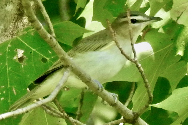 Red-eyed Vireos can be heard constantly throughout the summer, even when other many other birds have gone quiet. Still, they can be frustratingly hard to spot skulking in the leafed-out tree tops. / Photo by Steve Dietz