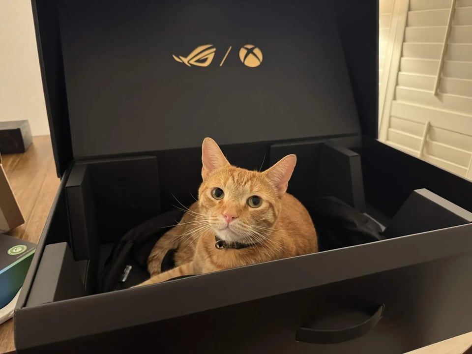 cat in a box