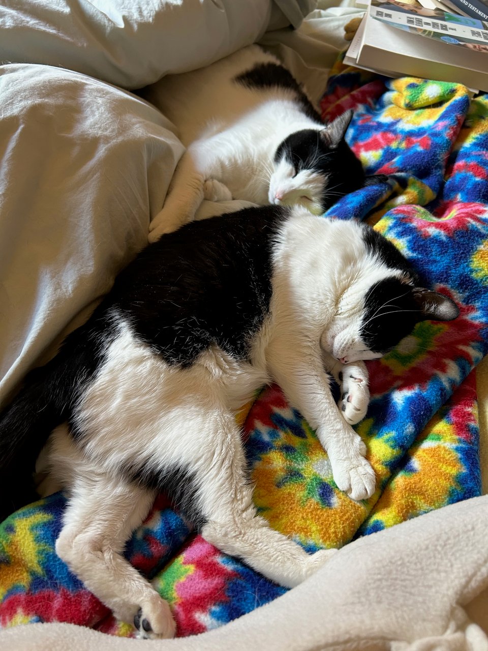 Two black and white cats sleeping on a tie-dye patterned fleece blanket on a messy bed, with a couple books in the corner