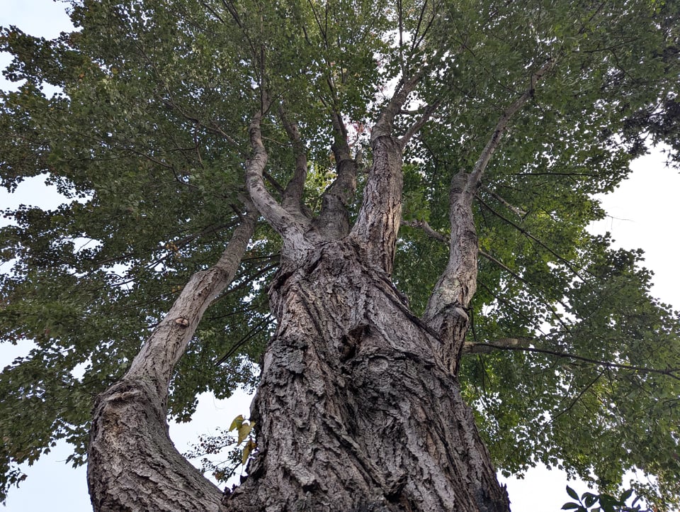 A photograph, taken from the ground, of a maple tree. The branches reach straight up to the sky, which is blocked in the photograph by a thick canopy of leaves.