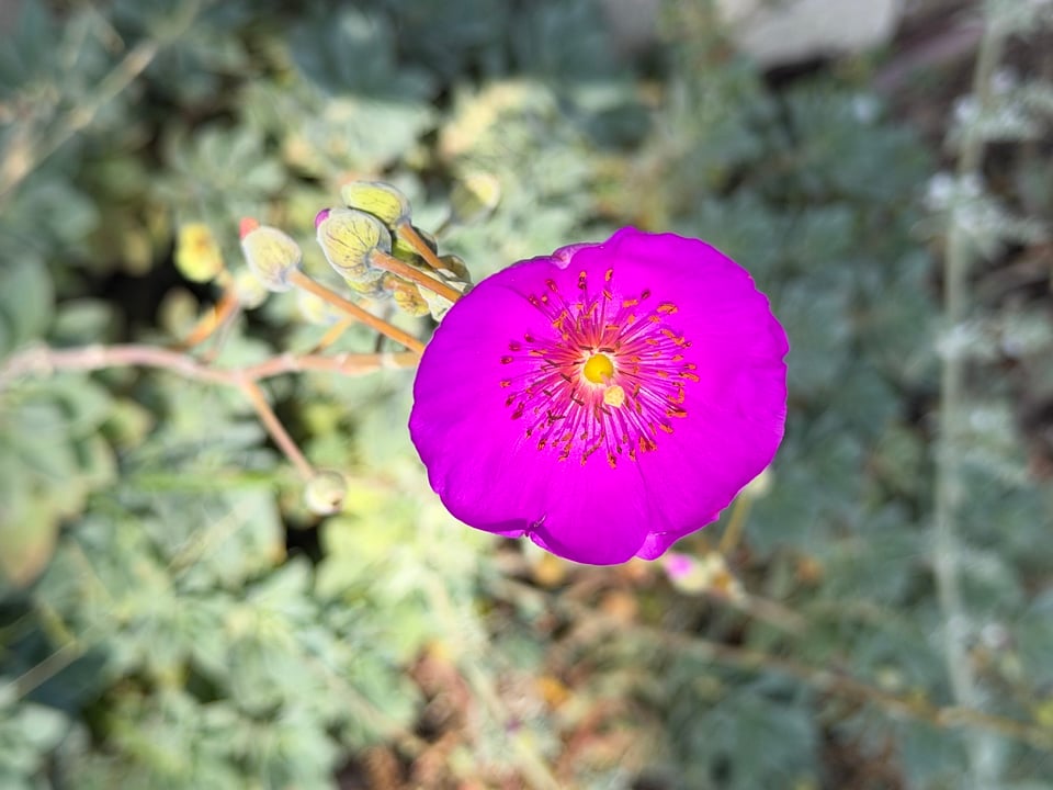 a close-up of a vibrantly violet flower