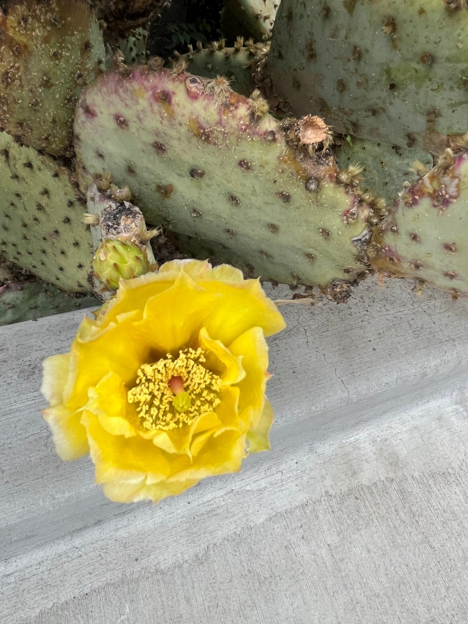 A yellow cactus bloom