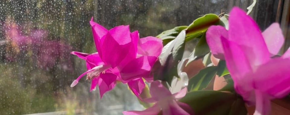 A long landscape photo of several fuchsia-pink blooms on a Thanksgiving cactus, brightly lit under autumn sun and lightly reflected in the glass to the left.
