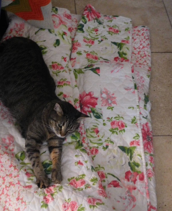 A cat lying outstretched on a floral comforter on the floor.