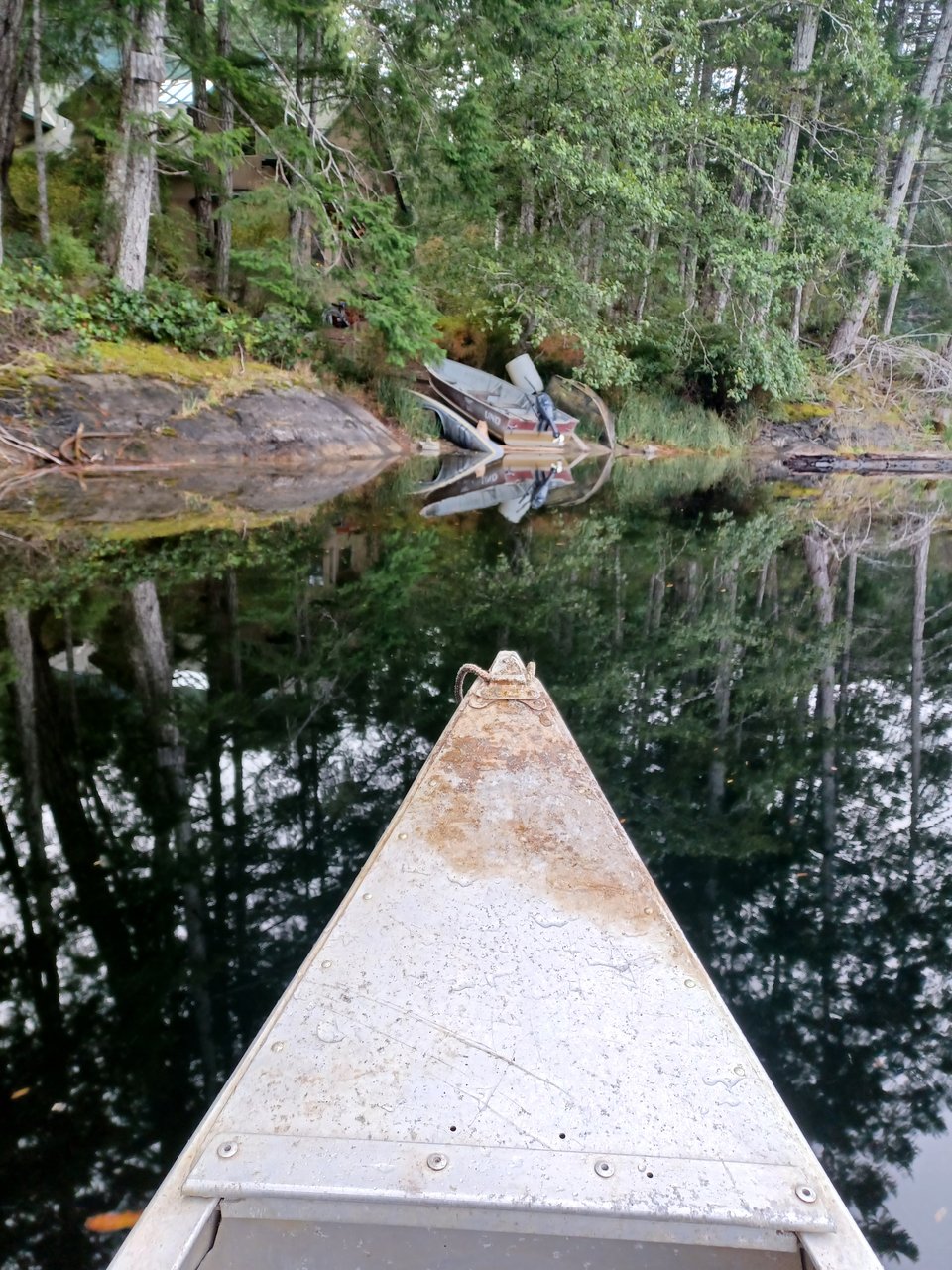 front of canoe pulls into shoreline. cat waits