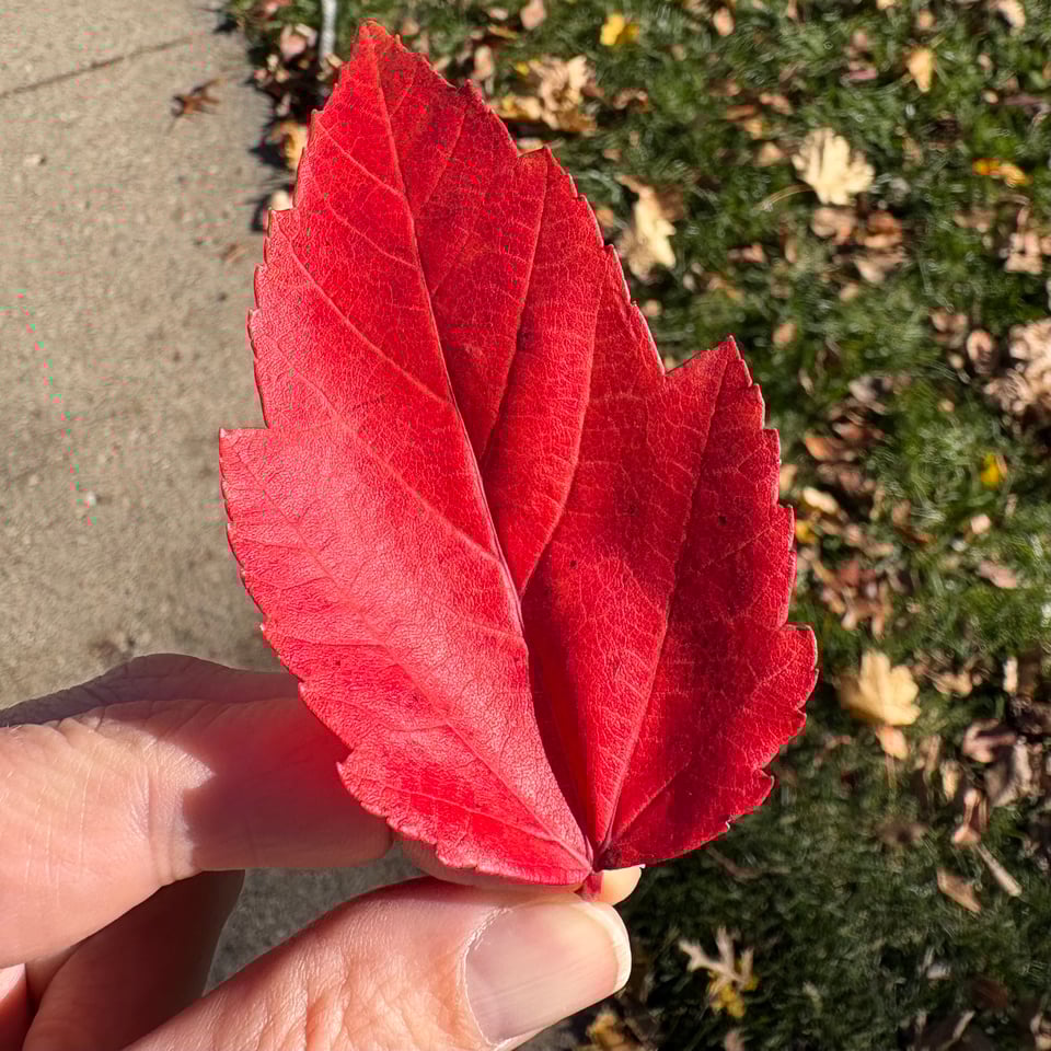 magenta red leaf