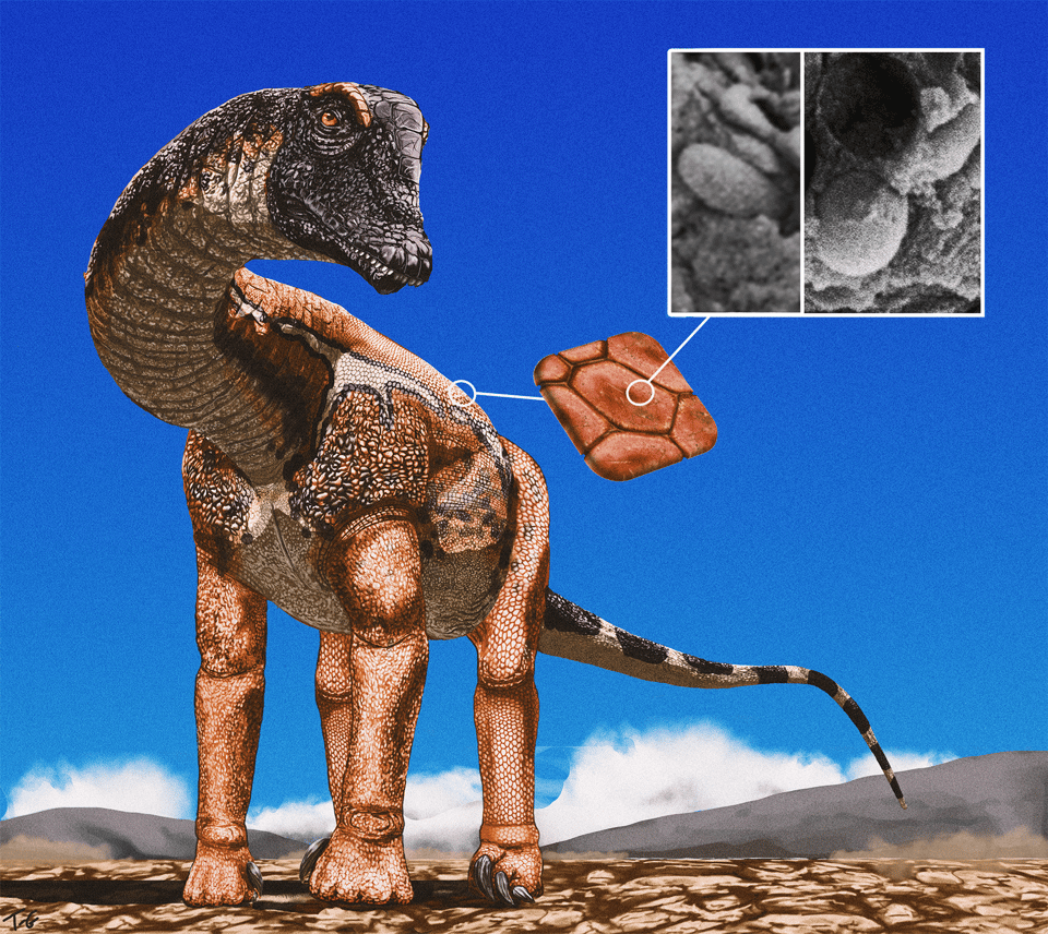 Paleoart of a young Diplodocus standing on a dry landscape, scaly with a jagged horizontal stripe of white bordered by black against orange/brown skin on the back. The art shows a subsection of skin and SEM images of melanosomes found in the fossil skin sample.