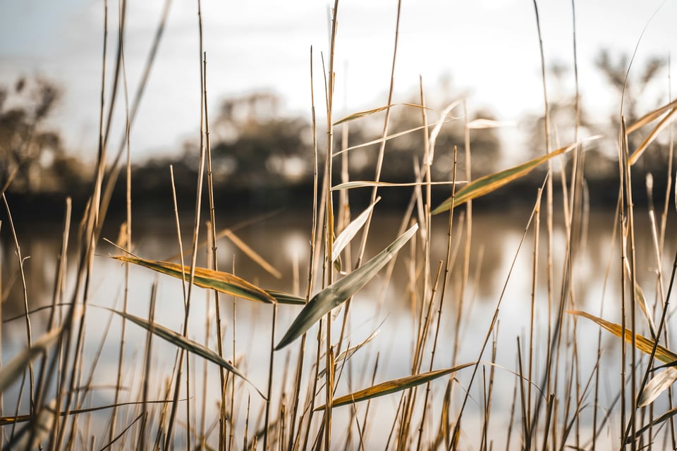 A photo of reeds