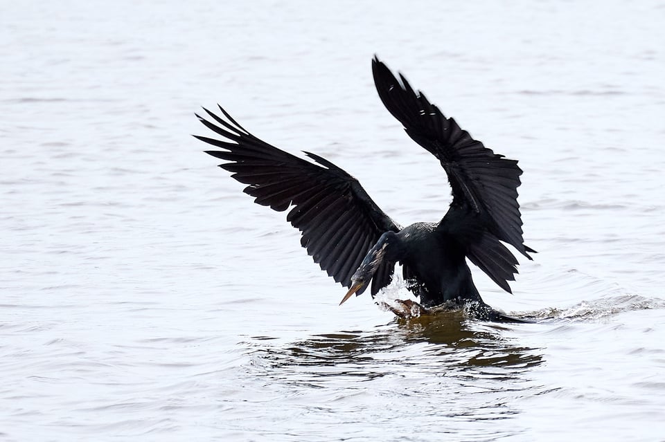 A large black bird landing in a lake