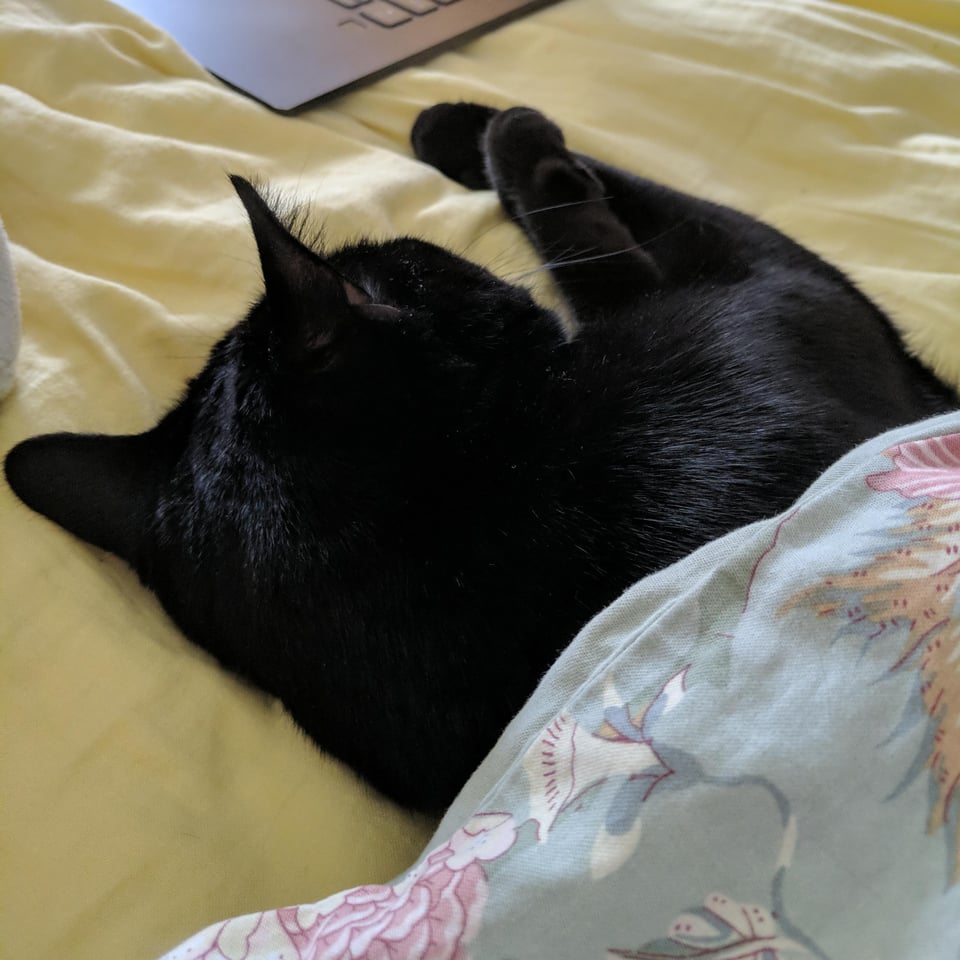 a black cat snuggles under a green floral blanket, front paws stretched out and crossed in front of her.