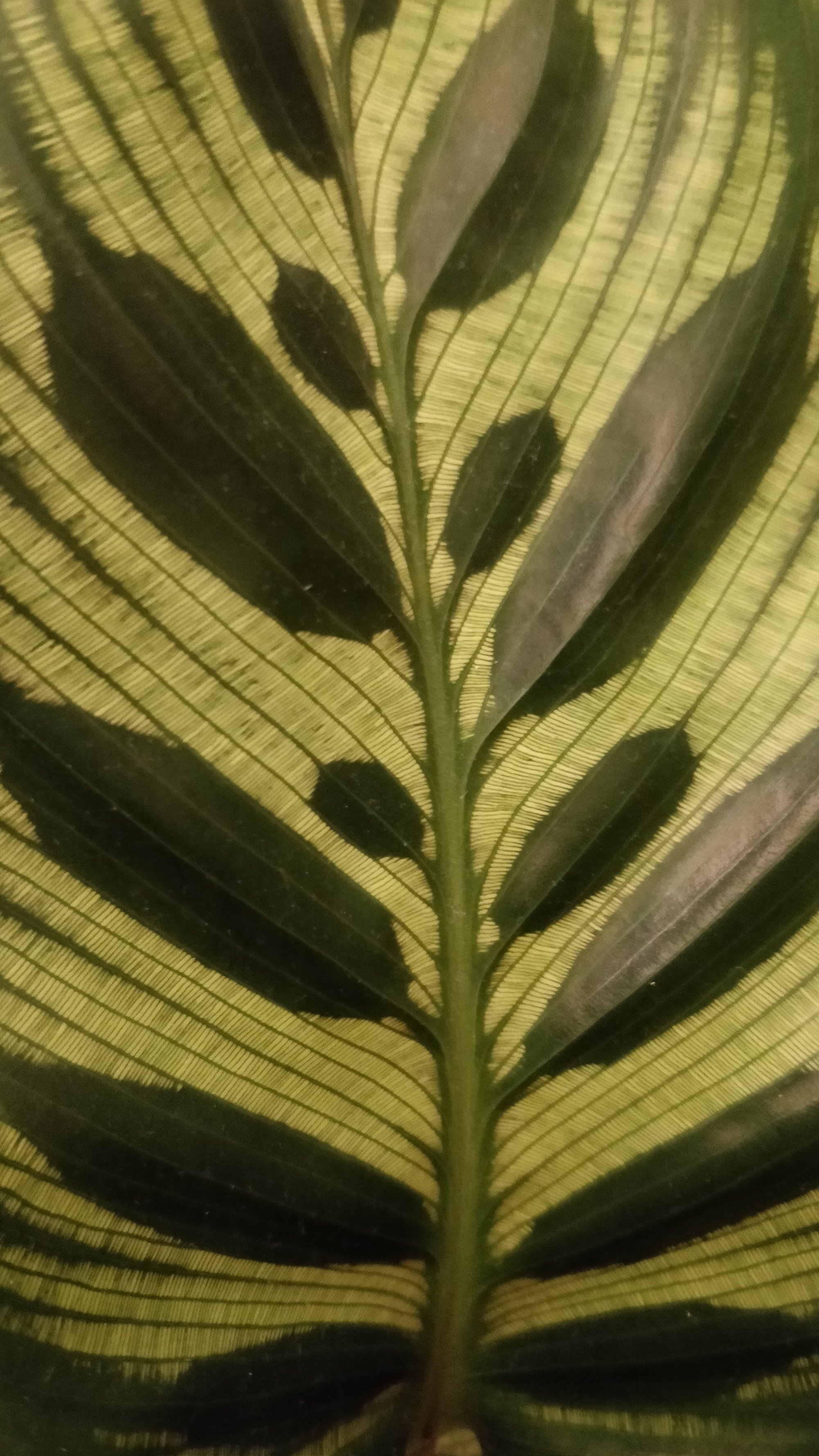 calathea