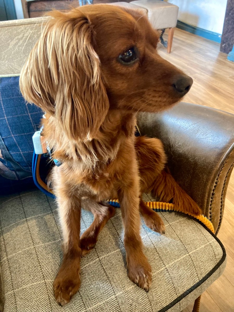 A ludicrously cute Cavapoo called Radio.
