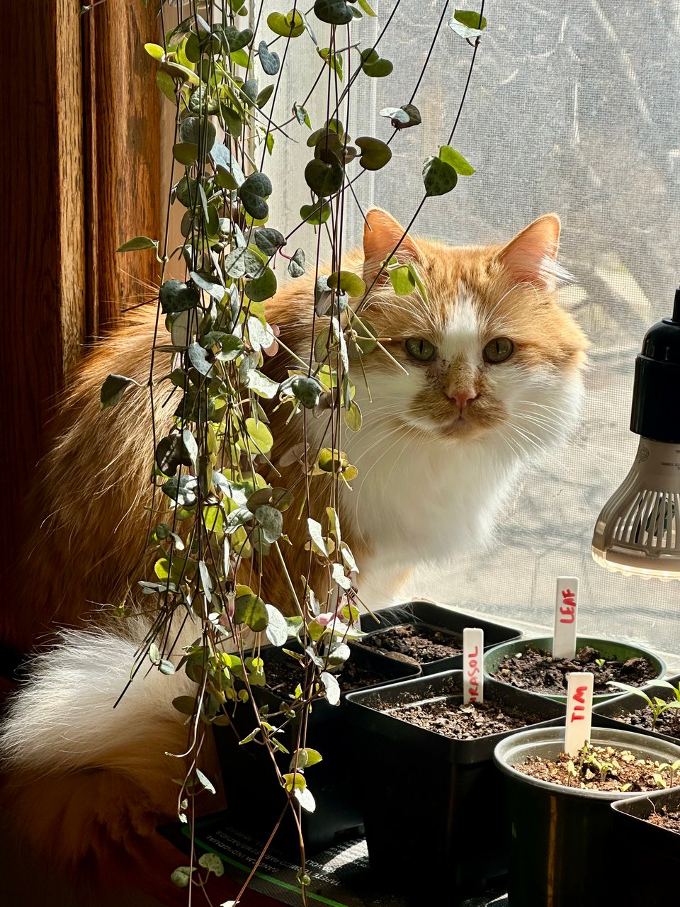 a fluffy orange and white cat in a windowsill with small seedlings