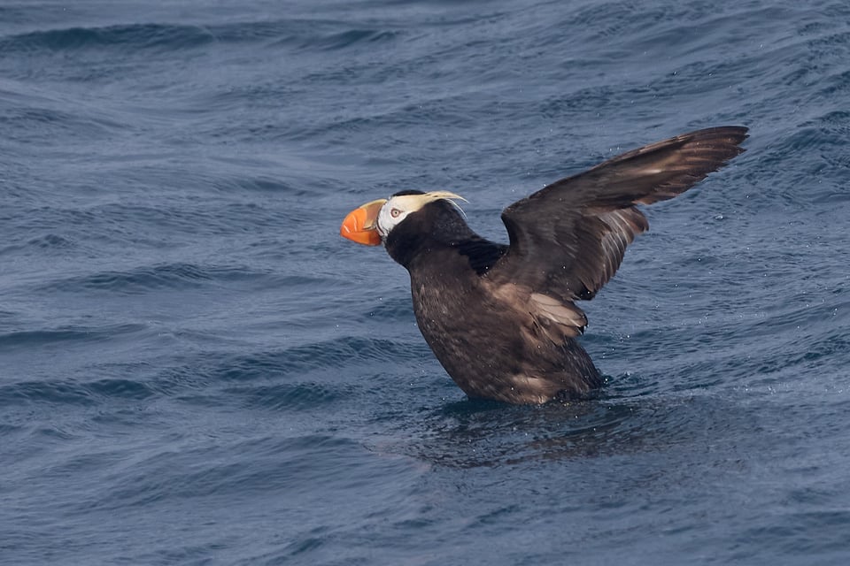 Small black seabird with orange bill and yellow eyebrows, stretching its wings