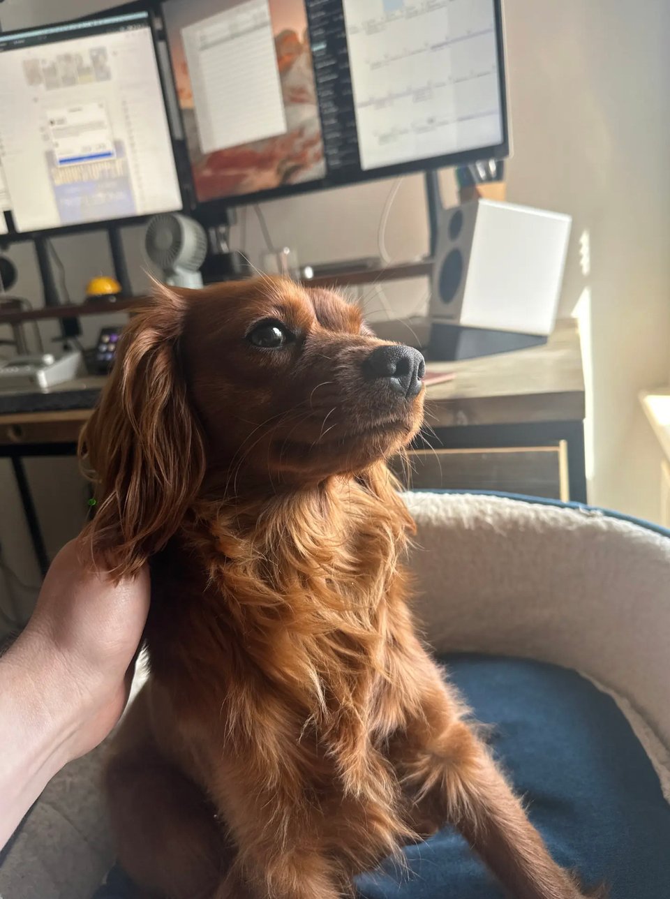 Radio looks out of the window like a legend.