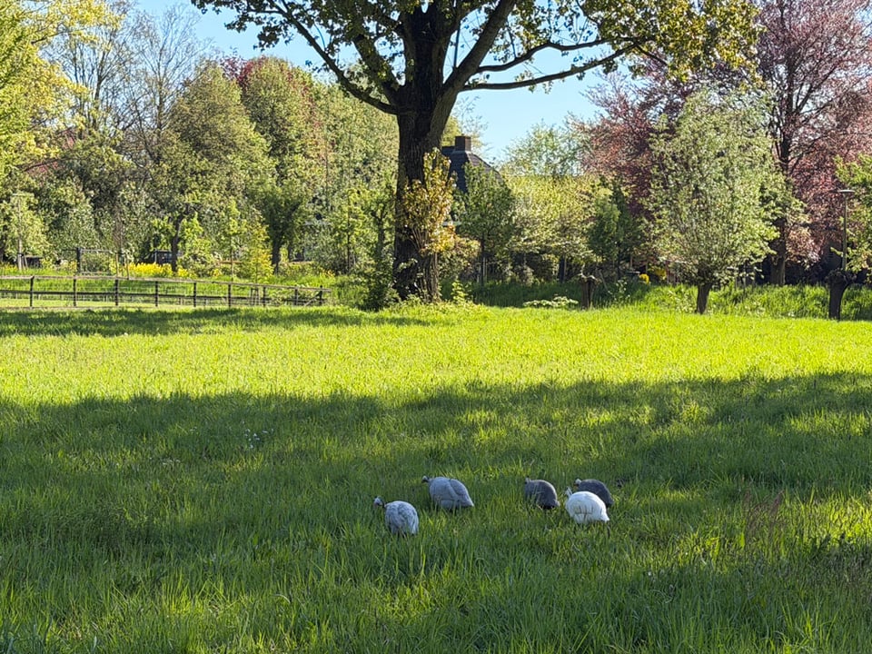 Five guinea fowl - four grey and one white are in a green grass field with tall trees in the background.