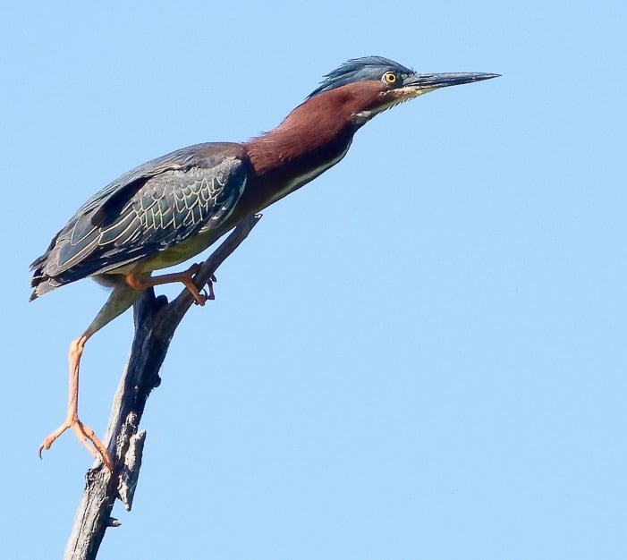 A Green Heron (Butorides virescens). More secretive than their taller cousin, the Great Blue Heron, Green Herons like to stay concealed in the vegetation along shorelines, preferring to stand on mud lumps or logs rather than to wade deep into water. / Photo by Steve Dietz