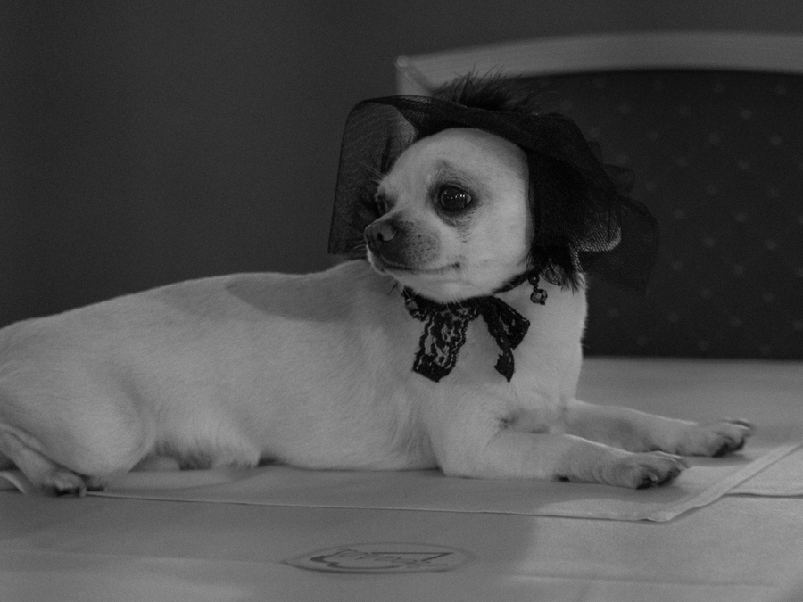 A chihuahua in his merry widow fashion era.