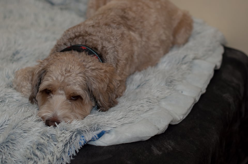 Henson laying on a fluffy blanket, glaring at the camera