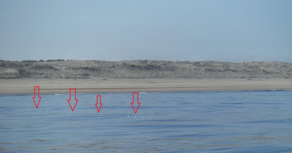 Le dernier espoir pour aider les saumons réside dans l'éloignement des filets de pêche de la côte.