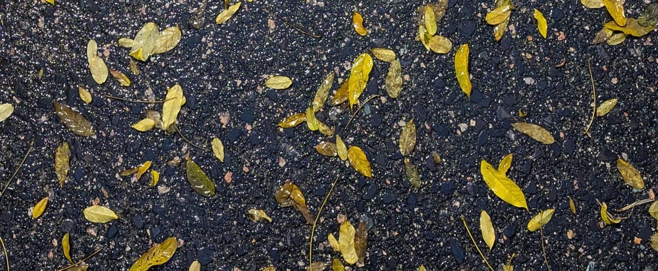 Hojas en el suelo un día lluvioso.