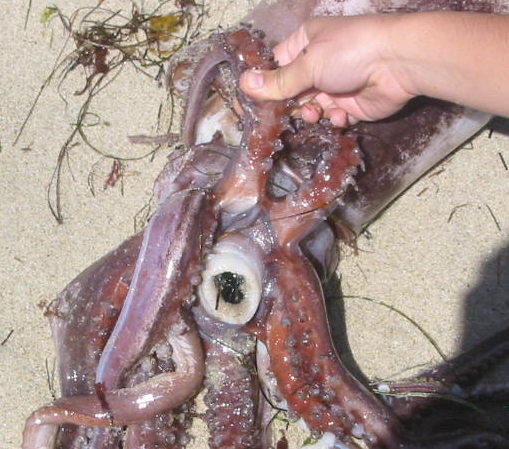 Photo of a Humboldt squid that washed up on a beach, with a hand (my hand) holding up two arms so the buccal mass (a ring of white muscle around a black beak) can be seen in the center.