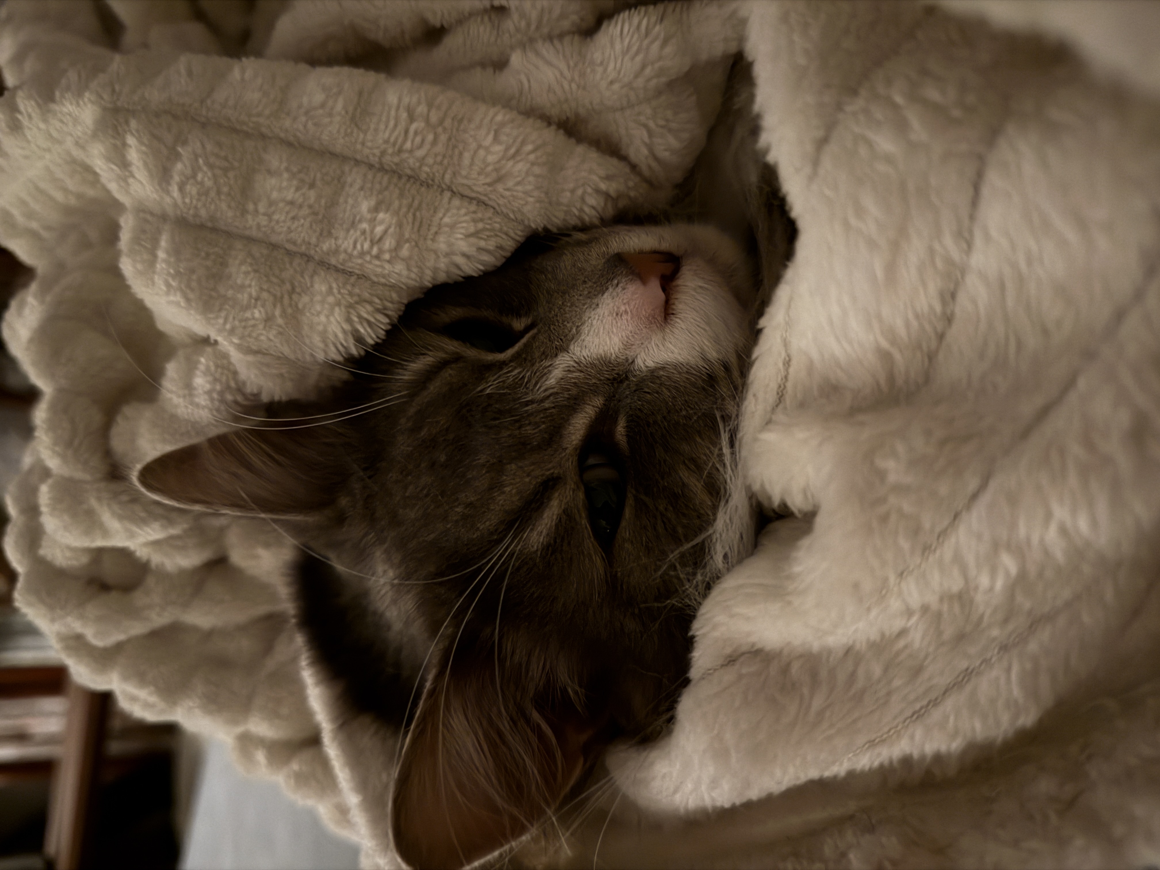 gandalf
