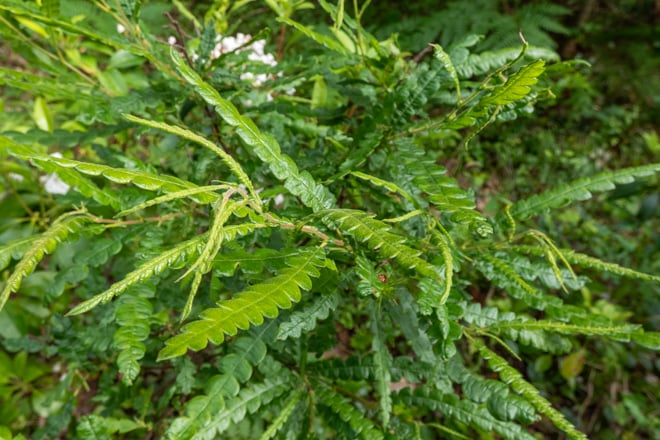 This week: Sweetfern’s Travels 