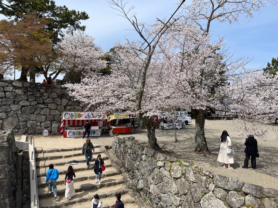 A view of the Matsusaka castle ruins. People who have come to view the flowers are milling about the morning sun. Stalls selling street food are lined near the castle wall.