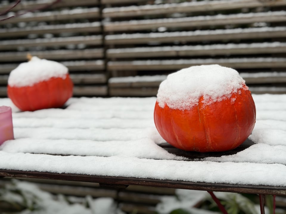 two small pumpkins are on a garden table and everything is covered in a light dusting of wet snow.
