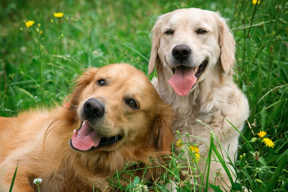 Two very happy looking golden retrievers among the dandelions