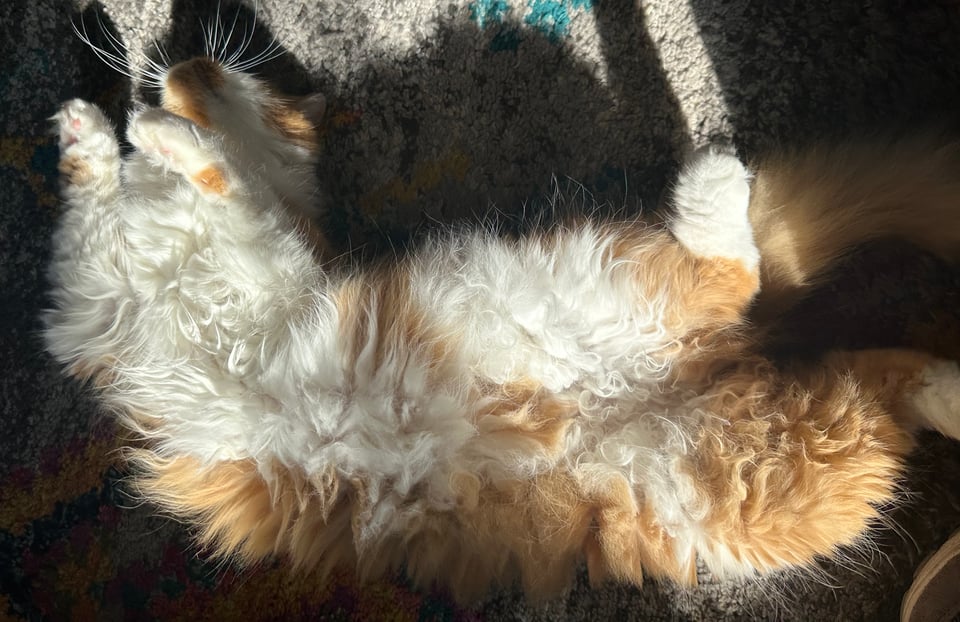 A fluffy orange and white kitty rolling on his back and lit dramatically with bright sunlight