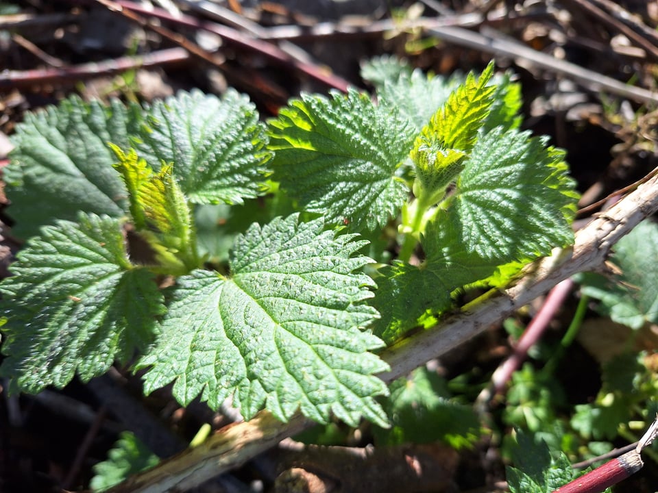 young stinging nettle plants in bright sunlight