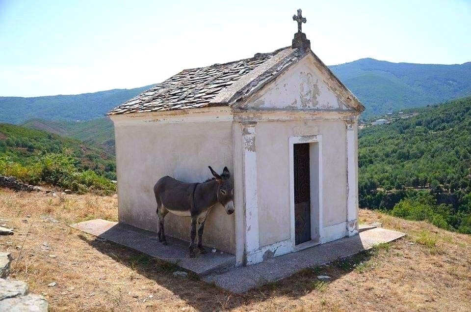 A small cute donkey stands in a sliver of shade next to a small mausoleum at the top of a hill on what looks to be a very sunny day in Greece