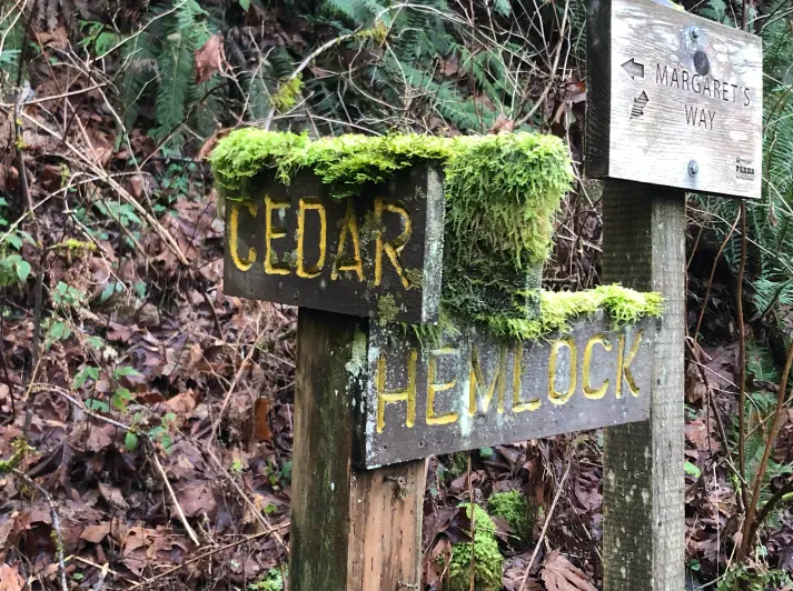 Moss grows on a wooden signpoint at a crossroads. One way is marked Cedar, the other Hemlock.