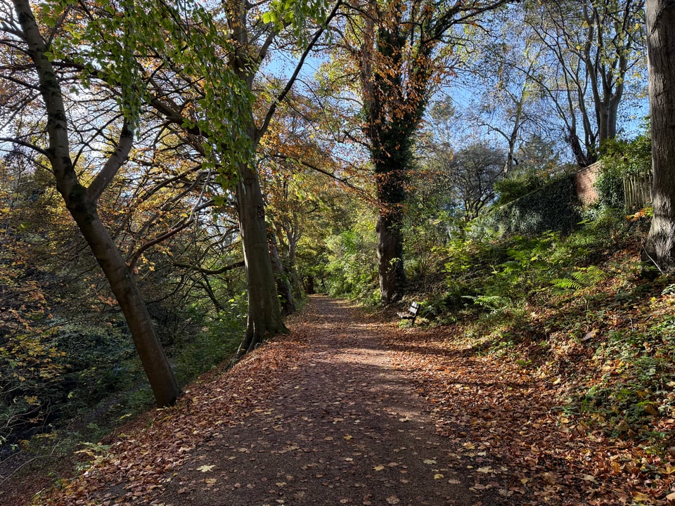 A leaf covered path through trees