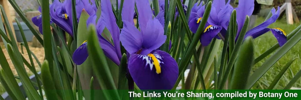 A close-up of irises in my garden
