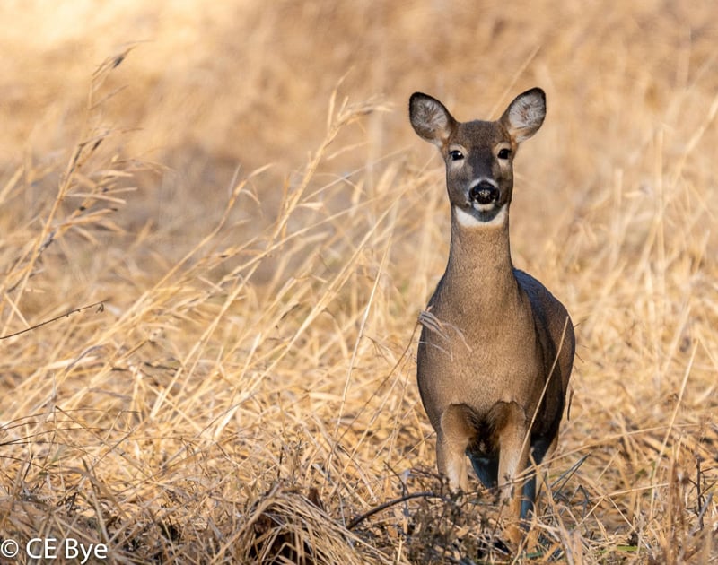 A white-tailed doe pauses from her laser focus on fattening up for winter during a previous November in Frontenac State Park. While Minnesota hunting regulations allow for some taking of does, it’s most likely that she survived to deliver more little deer in the spring. Young does generally give birth to one fawn, while older ones usually deliver twins, and sometimes even triplets or quadruplets. Chow down, mama — winter and motherhood are nigh. / Photo by Earl Bye