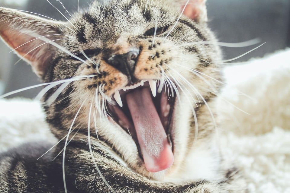 Description: A close-up photo of a cat yawning. Its teeth are prominently featured. Photo by Erik-Jan Leusink on Unsplash.