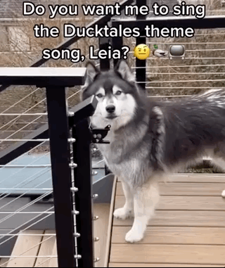 A husky dog stands totally still, until its owner begins singing the Duck Tales theme song, and then she loses her mind.