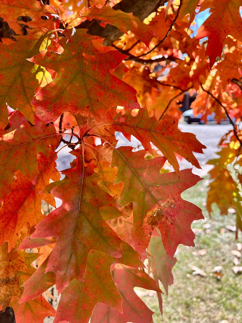 Close up of orange and red autumn leaves