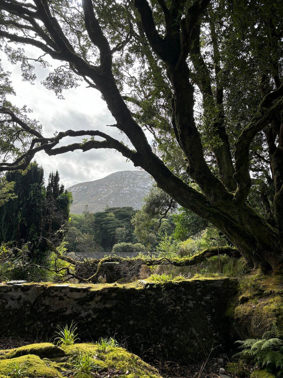 A very green landscape - tree all crabbit in the foreground, a lichen-covered wall, a cluster of more trees, distant hills, grey skies