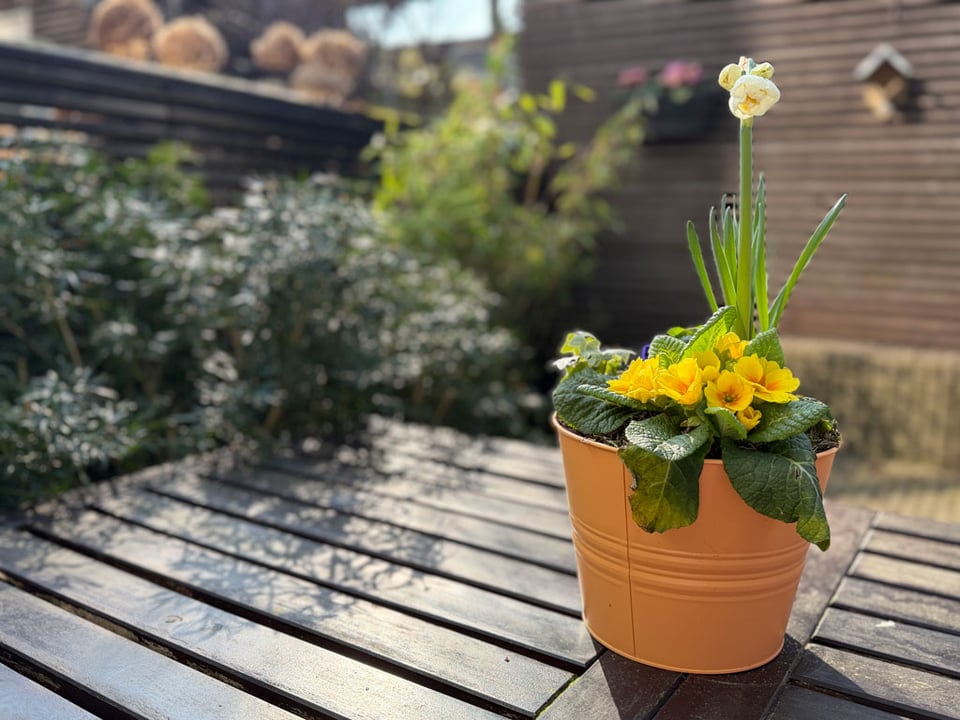 A pot of spring flowers sits on a patio table in the sunshine.