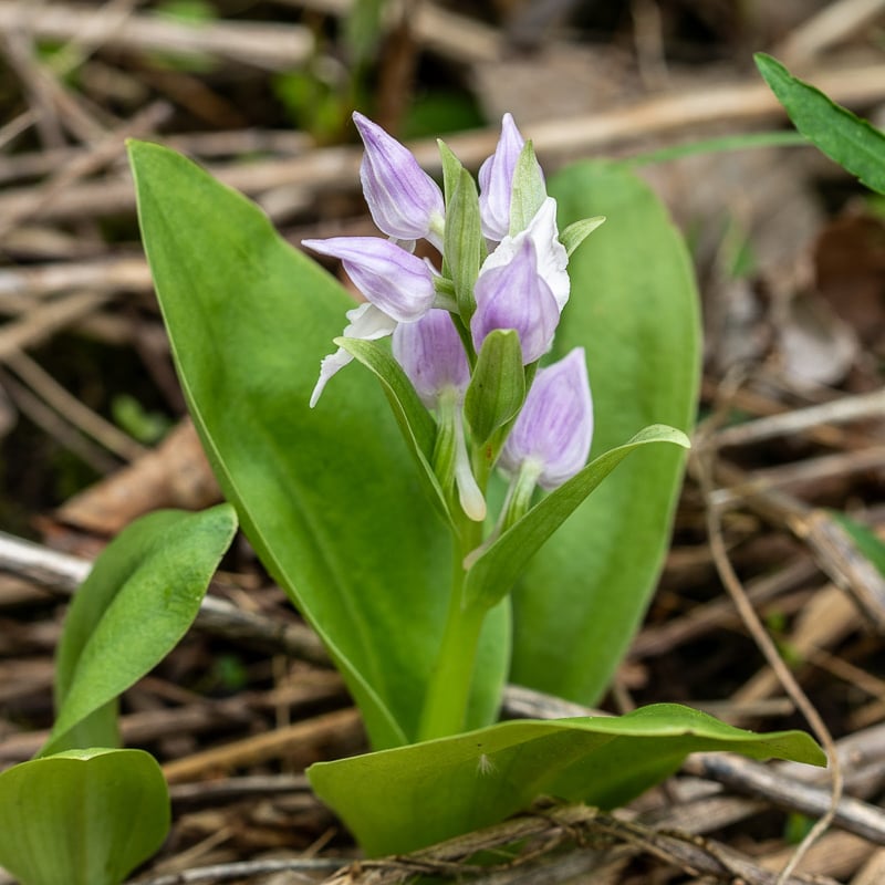 A rare (non-fungi) find during the park’s May fungi walk – a wild showy orchis (yes, orchis, not orchid). So delicate and beautiful! Thanks to the attentive hikers who spotted it just after your newsletter editor and fungi walk guide had trotted right past it pontificating about inconsequential other things. / Photo by Earl Bye