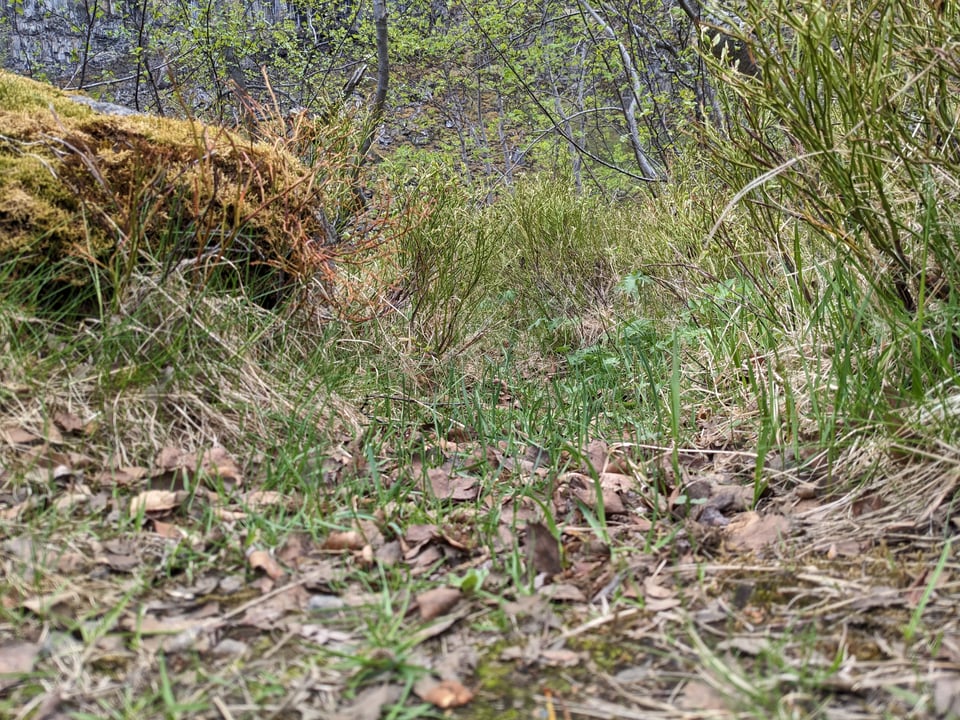 Third time is not the charm