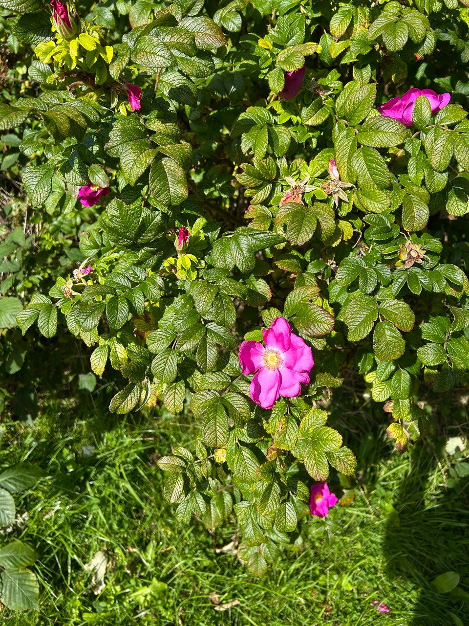Bright pink wild roses and their rich green foliage.