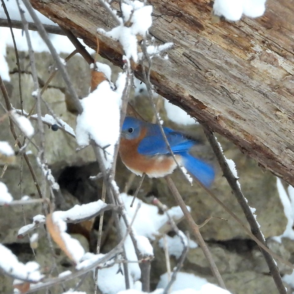 Not all bluebirds are snowbirds. A few stick around to brighten our winter days. / Photo by Steve Dietz