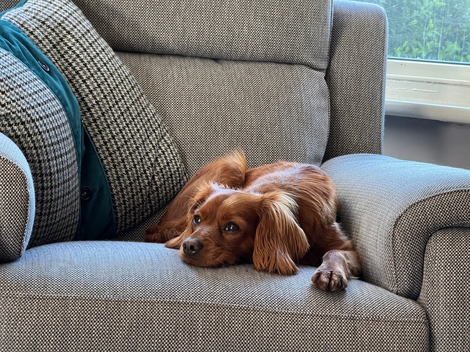 Radio rests his chin on a chair and looks a little put out.