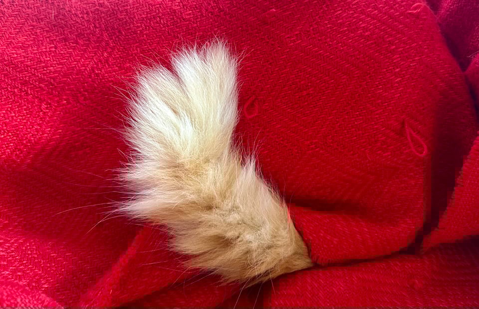 a fluffy orange and white cat tail peeking out from under a red blanket